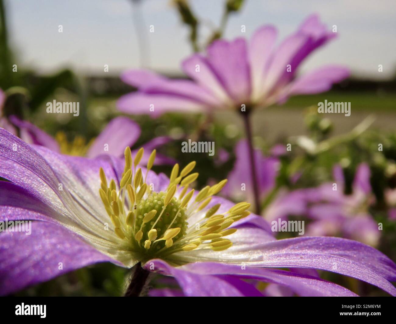Fiori viola fioritura Foto Stock