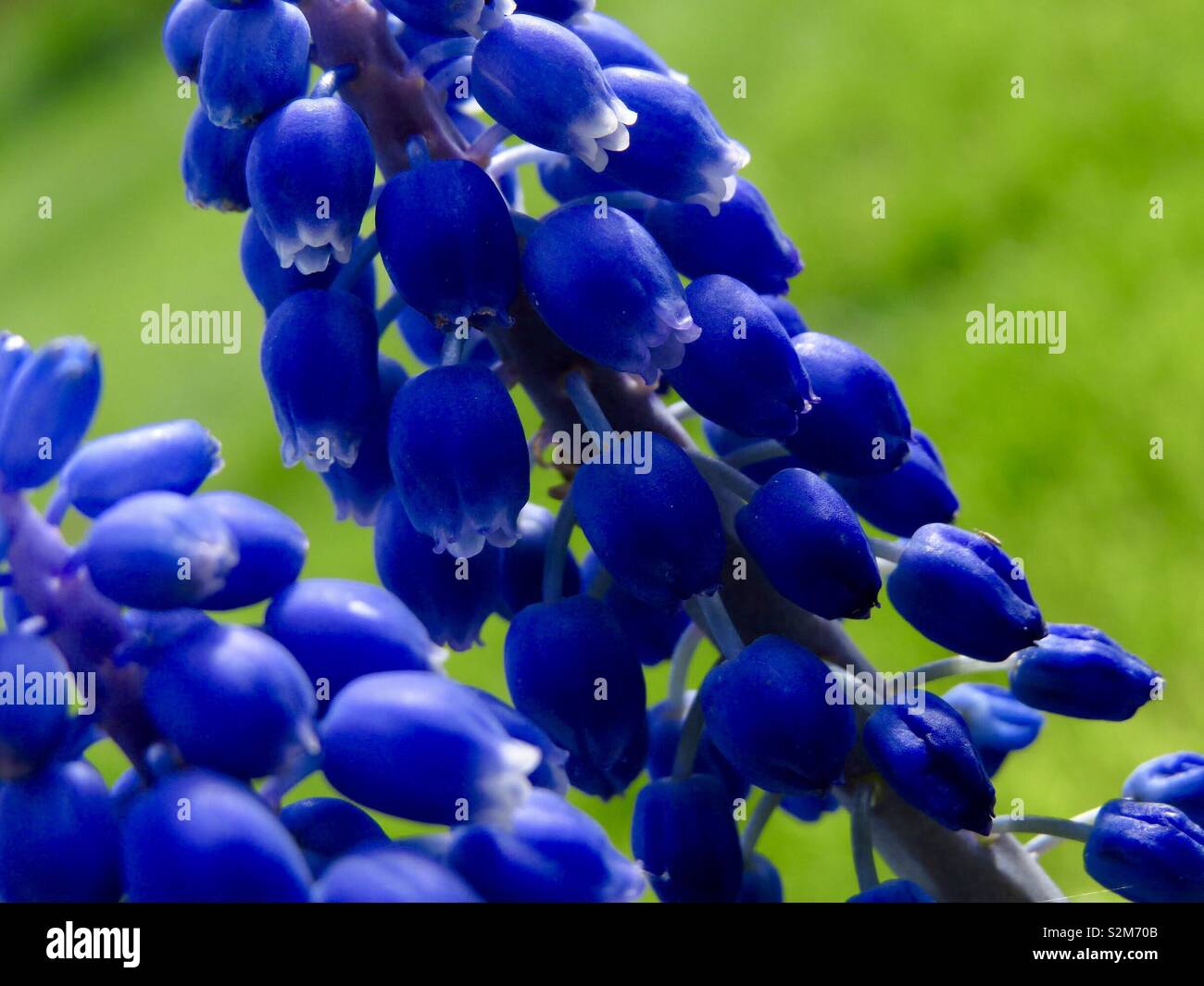 Blooming bluebells Foto Stock