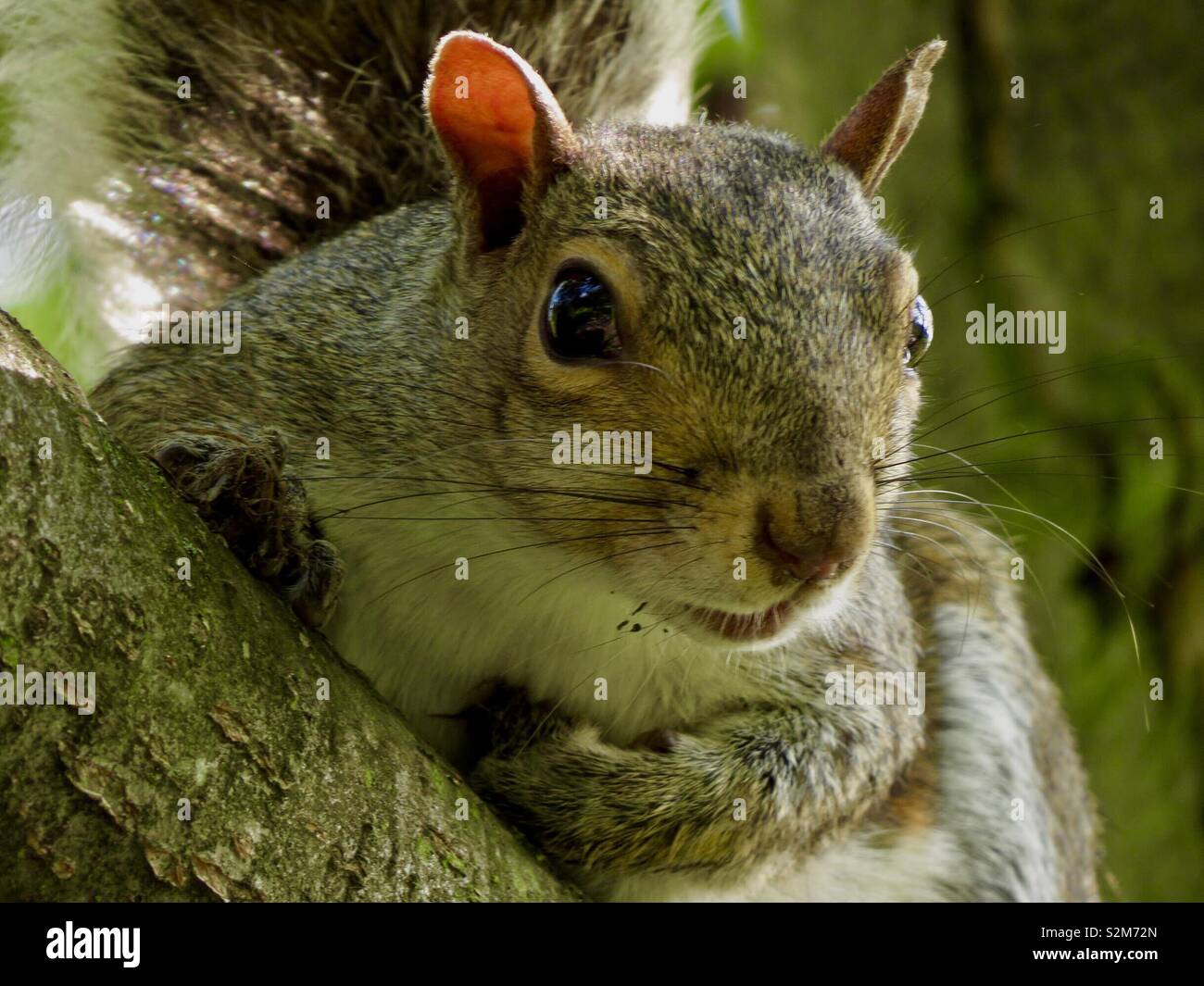 Lo scoiattolo posa su di un ramo Foto Stock