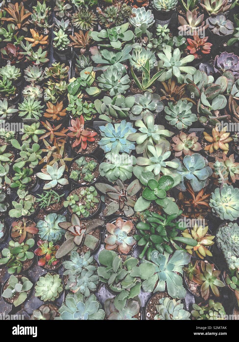 Le piante succulente Foto Stock