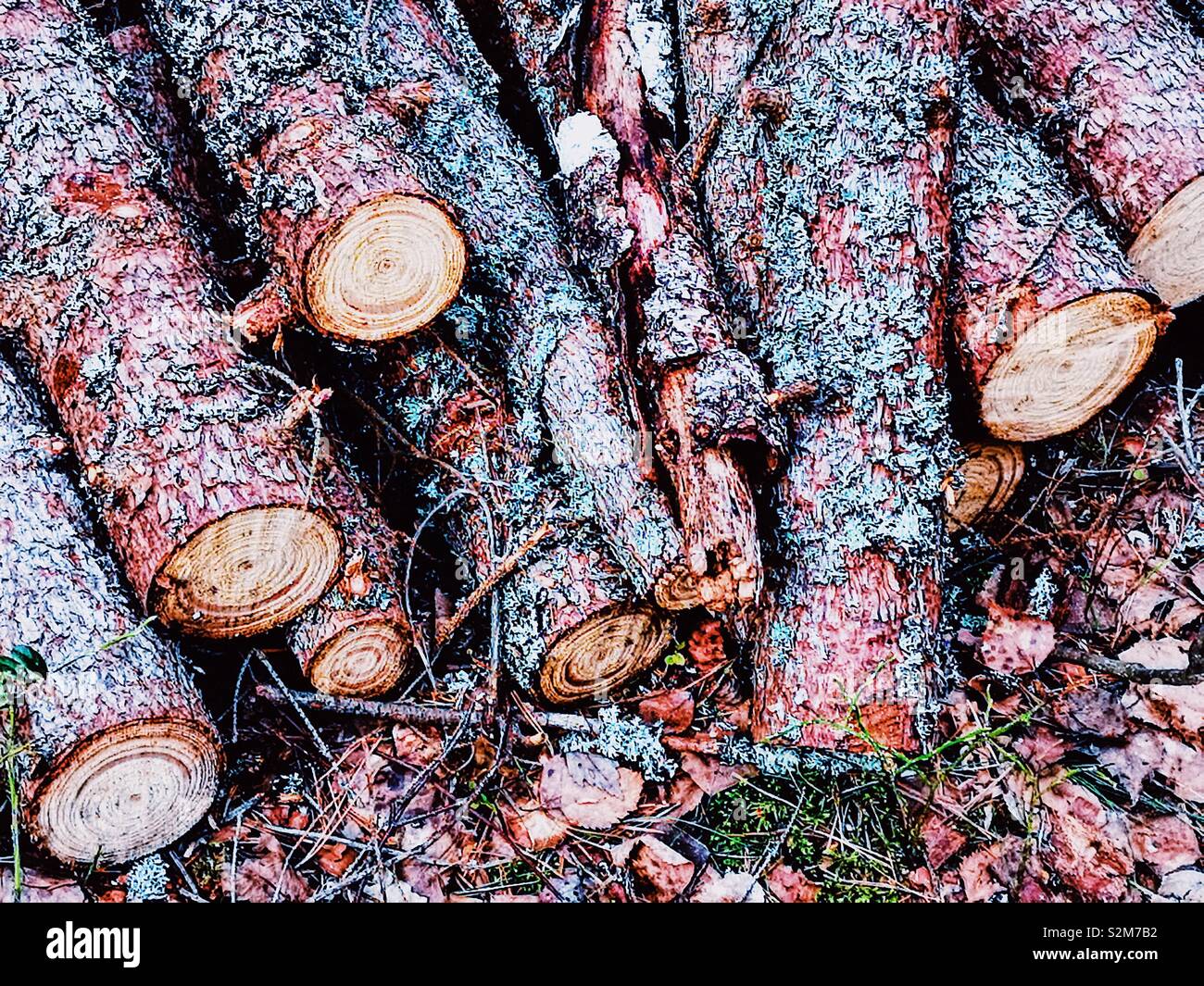 Segati in estremità di taglio fresco logs, Svezia e Scandinavia - Immagine stock catturata con smartphone