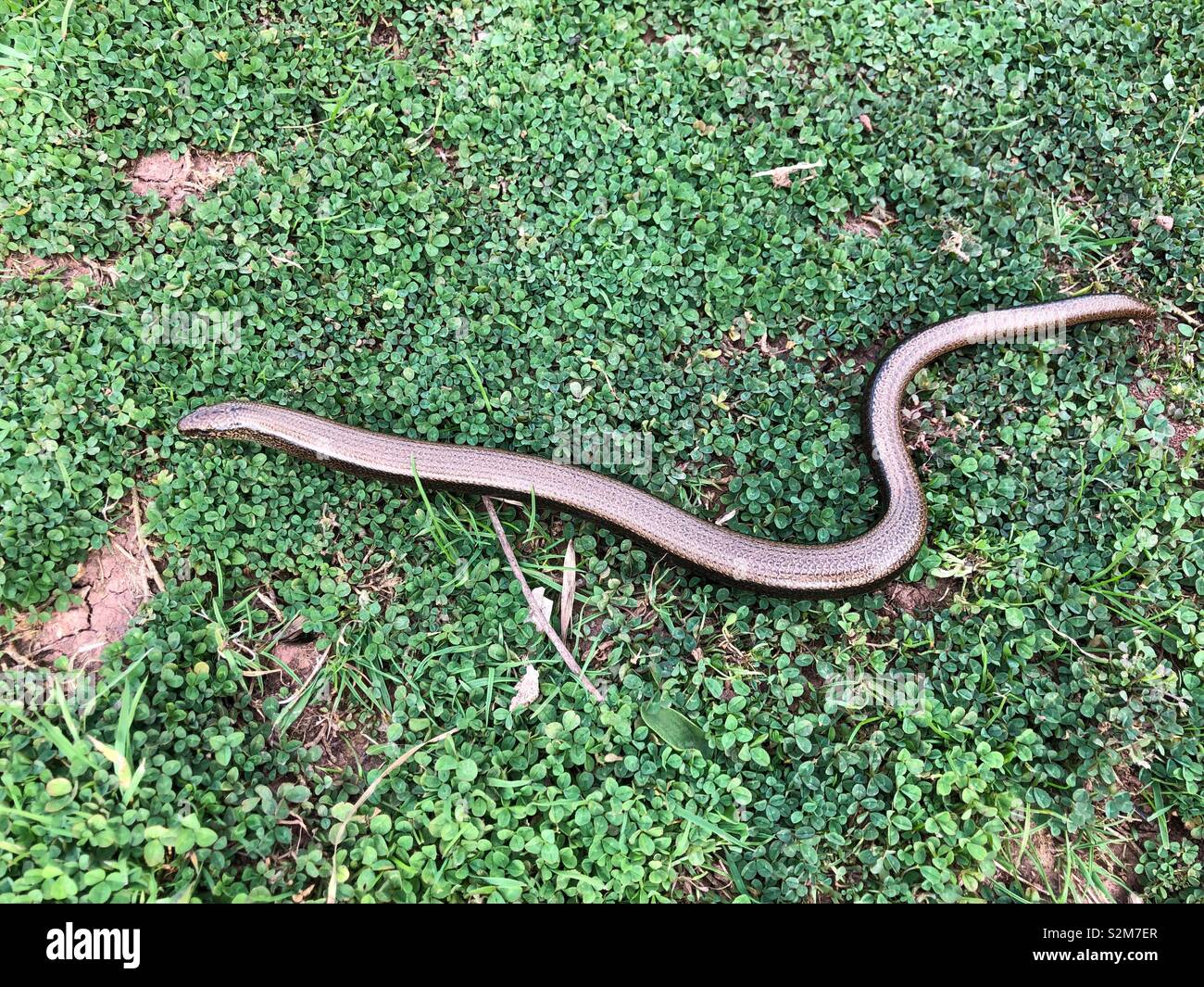 Un bellissimo bronzo brunito lenti colorate slithering Worm attraverso verde brillante clover nella Golden Valley, Herefordshire, Inghilterra Foto Stock