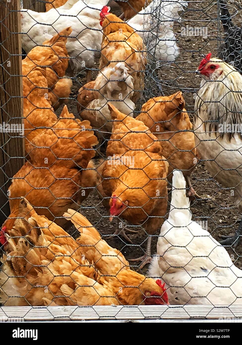 Gabbia polli liberi il roaming intorno a loro penna di pollo. Foto Stock