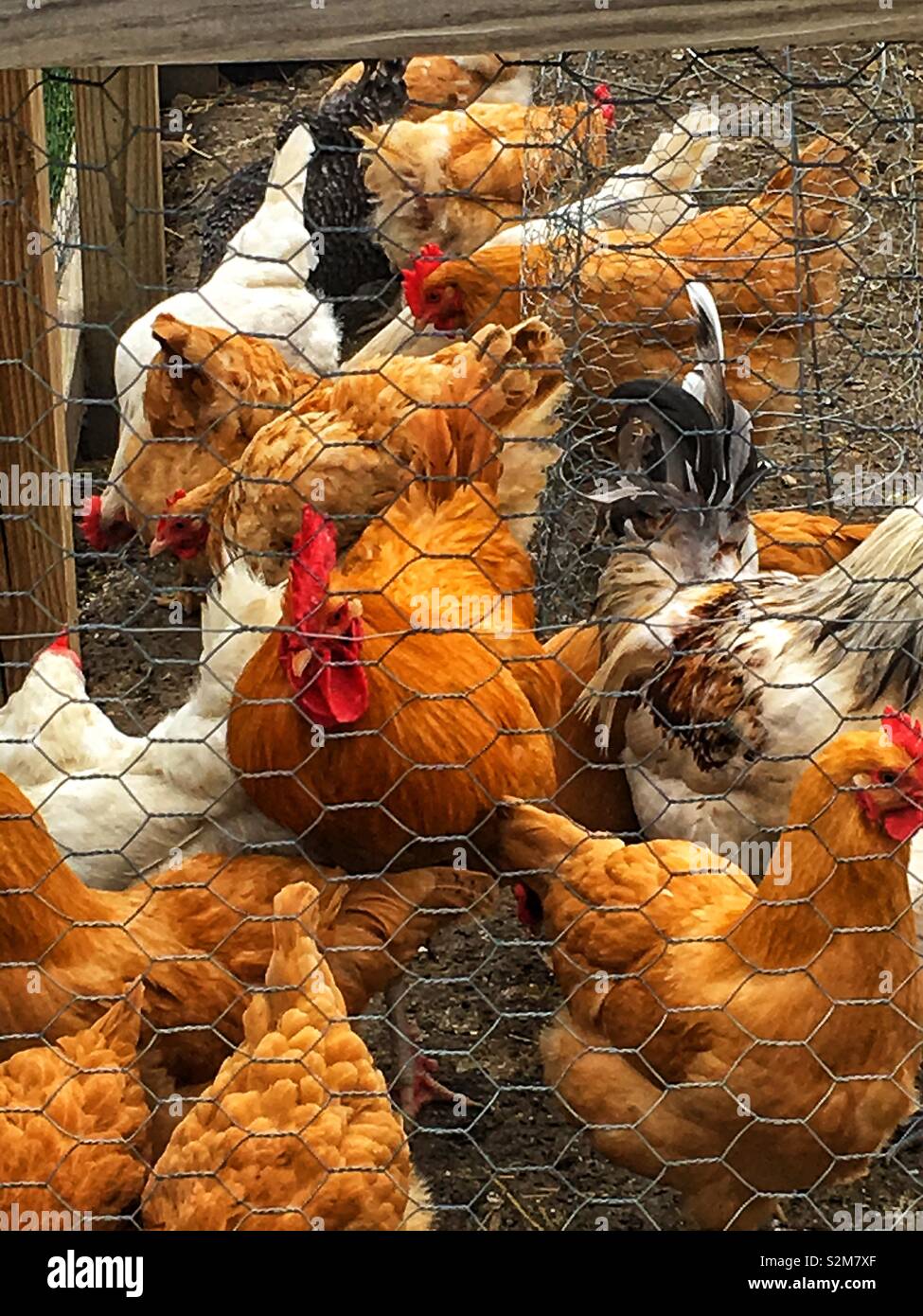 Bella e salutare polli ruspanti vagano per il loro filo di pollo racchiusi penna. Foto Stock