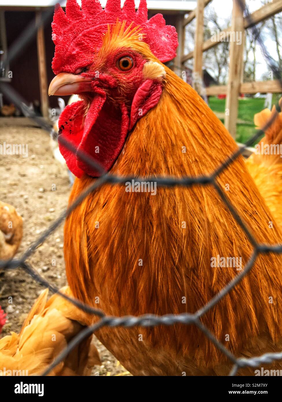 Bella e salutare polli ruspanti vagano per il loro filo di pollo racchiusa la penna e il gallo sta guardando la telecamera. Foto Stock