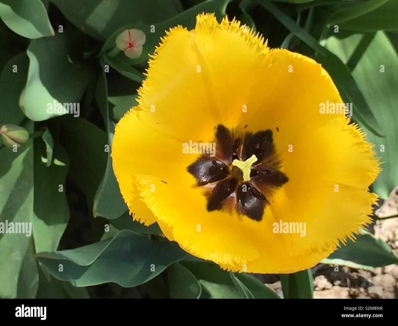 Tulipano giallo e rosa di piccole dimensioni e fiore bianco Foto Stock