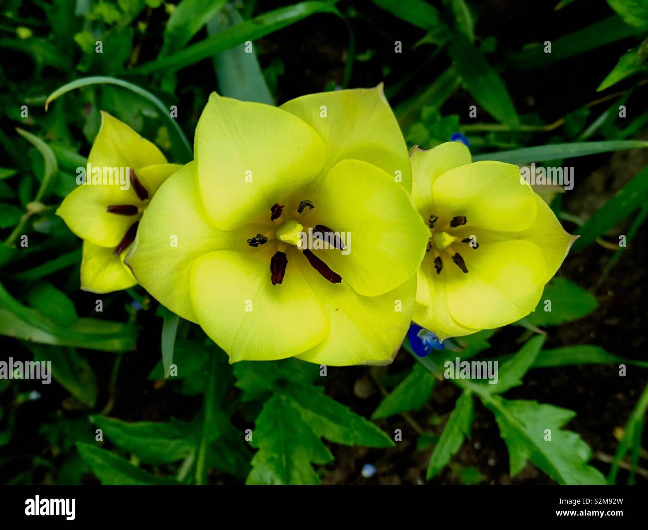 Tulipani gialli visto dal di sopra Foto Stock