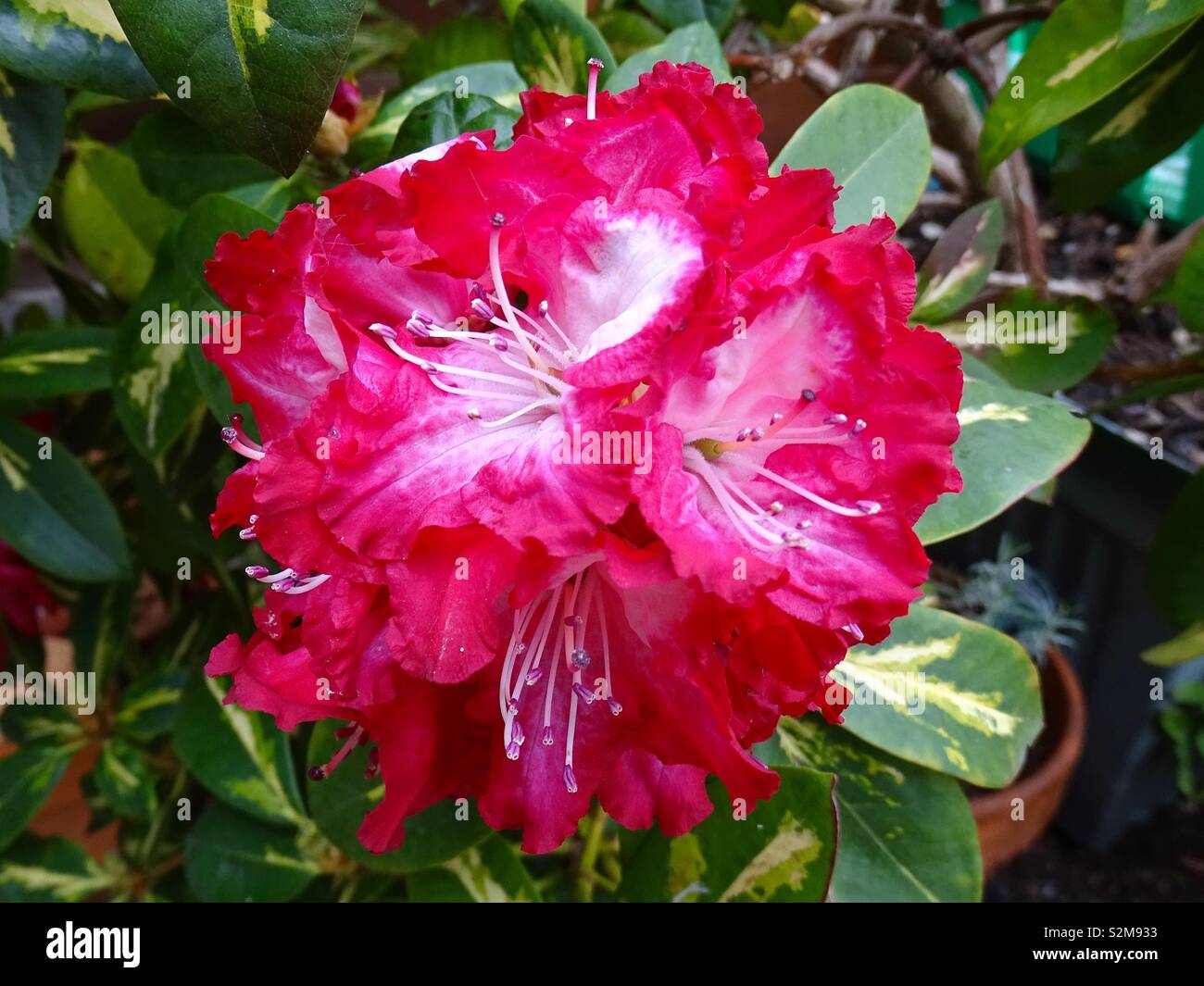 Rosa fiori di rododendro Foto Stock