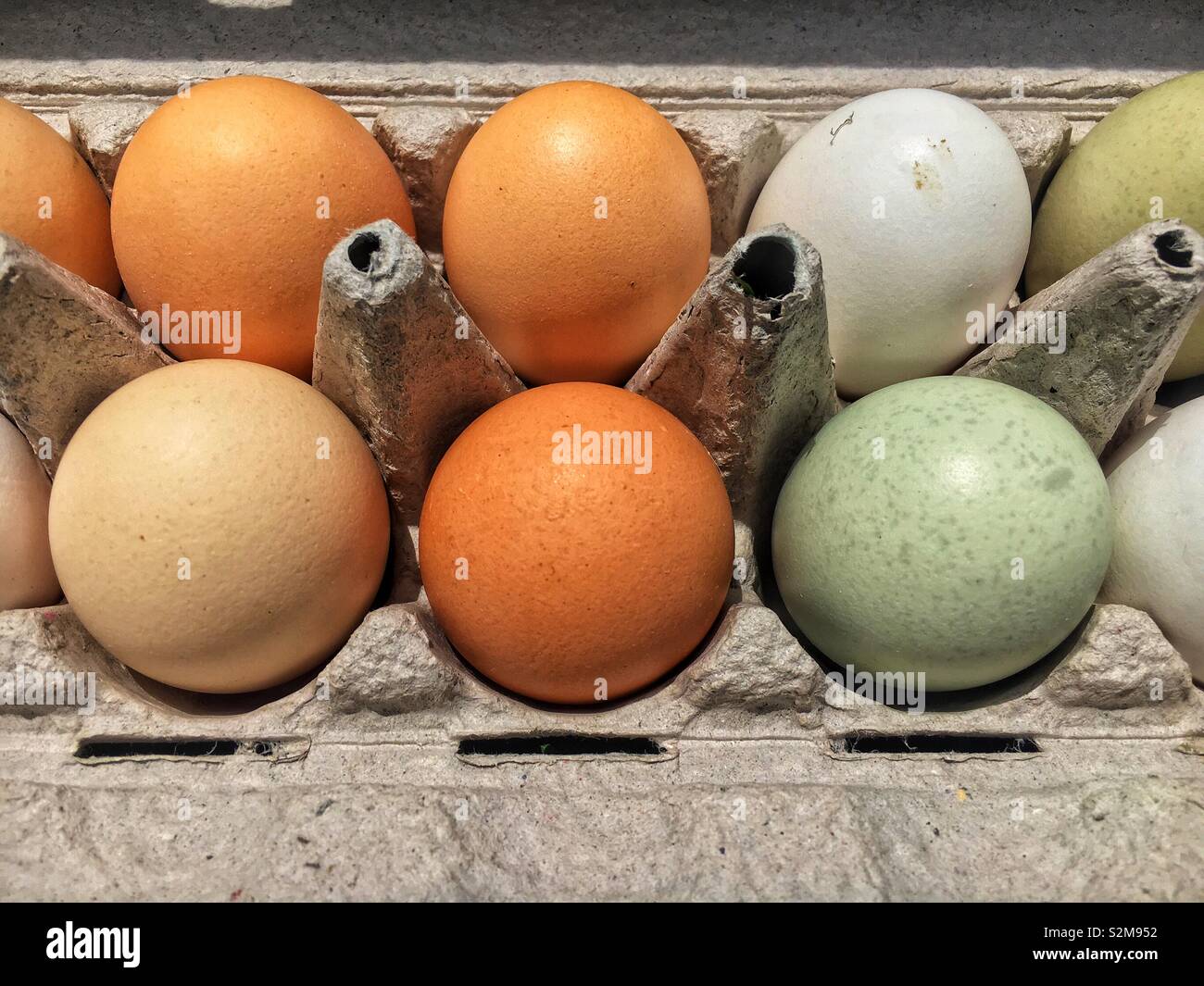 Varietà colorate di fattoria fresco verde, marrone e arancione uova raccolte questa mattina, puliti, pesato e confezionato per la vendita. Foto Stock