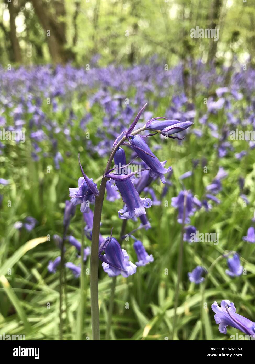 Bluebells nei boschi Foto Stock