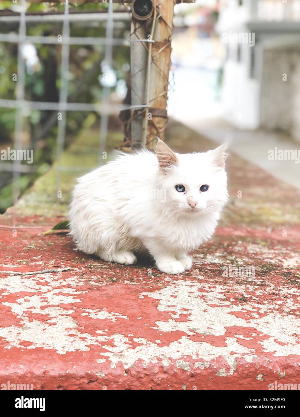 Kitty roaming strade di Santorini Foto Stock