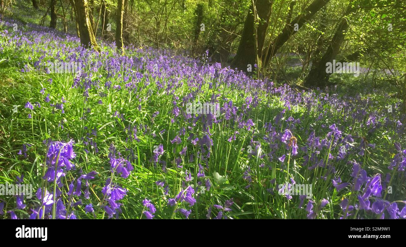 Legno di Bluebell Foto Stock