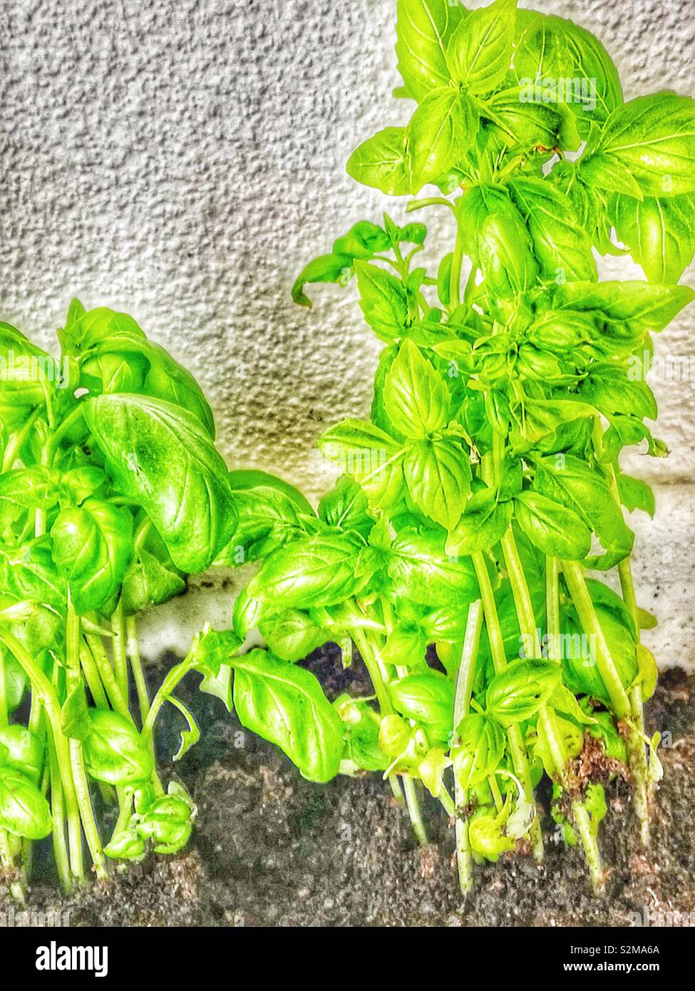 Il basilico piante che crescono nel trogolo in terrazza, Svezia e Scandinavia - Immagine stock catturata con smartphone