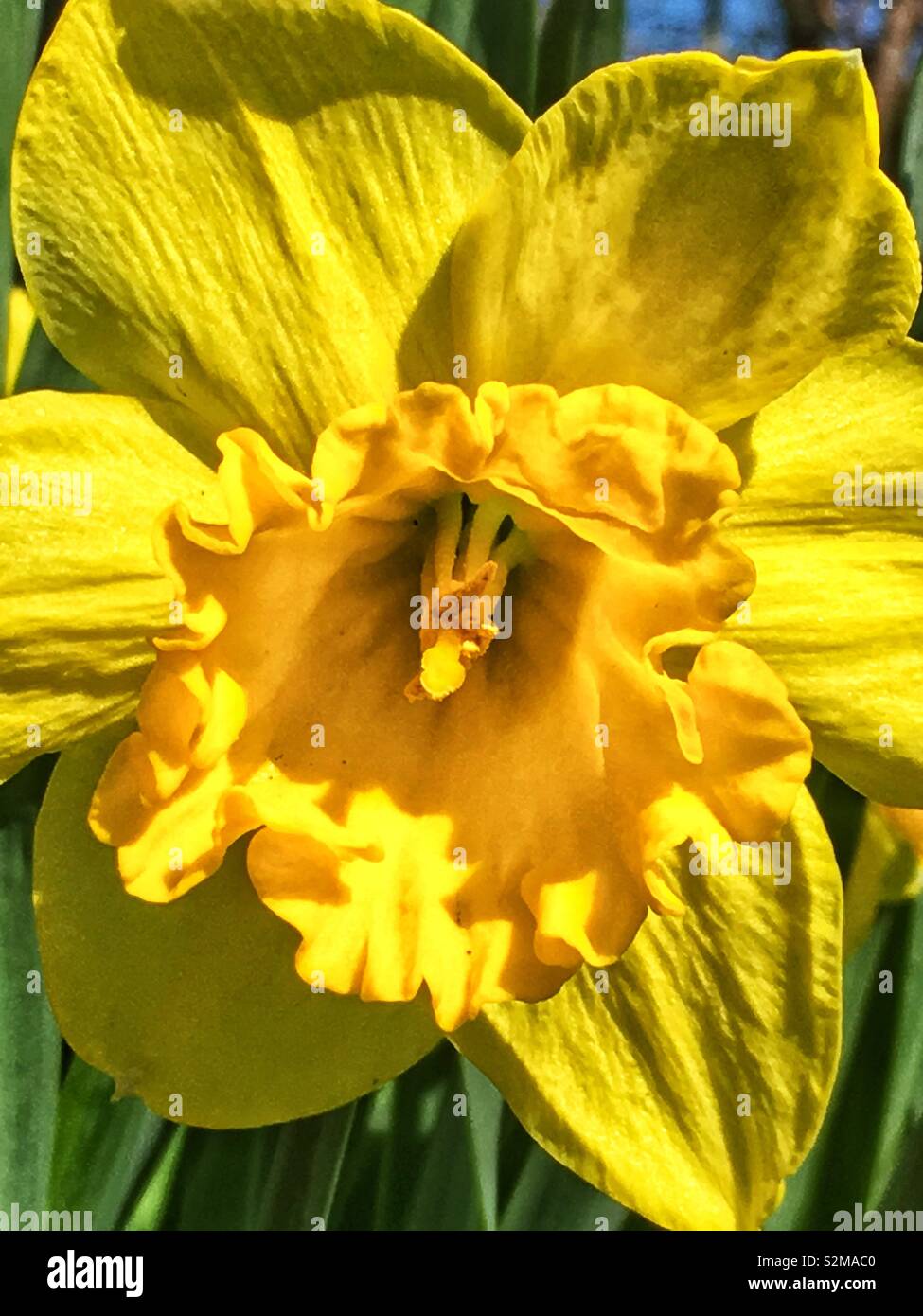 Primo piano di un giallo brillante daffodil fiore come un segno di primavera. Foto Stock