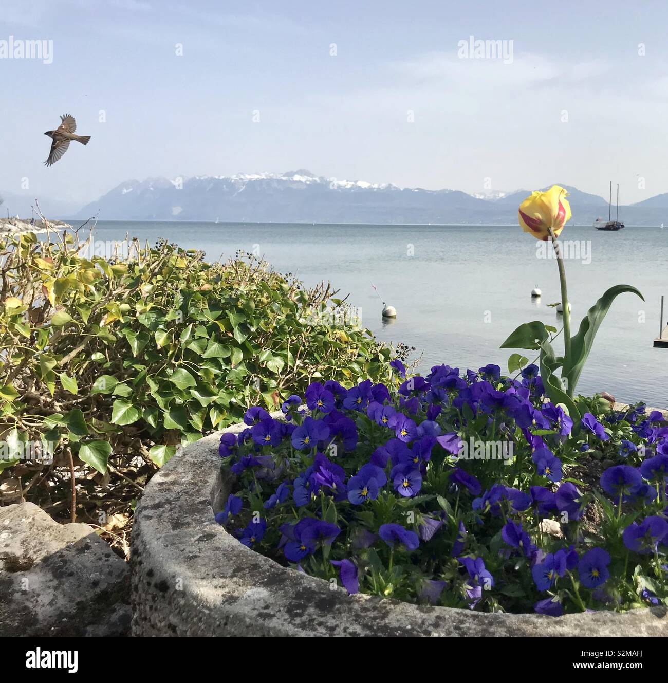 Una primavera vista sul lago di Ginevra Foto Stock