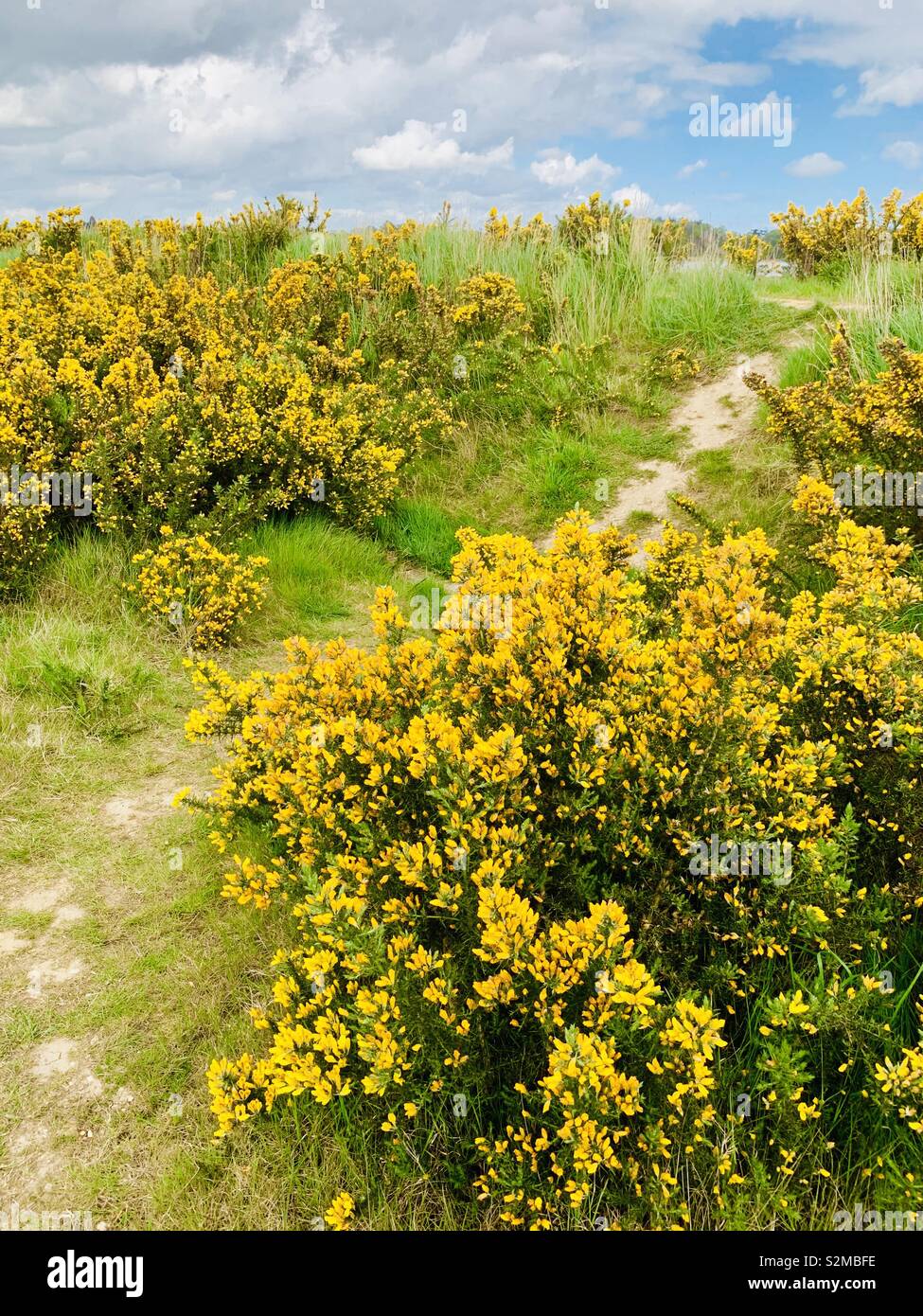 Waldringfield, Suffolk, Regno Unito - 26 Aprile 2019: Colore giallo brillante gorse cespugli su un fiume a piedi. Foto Stock