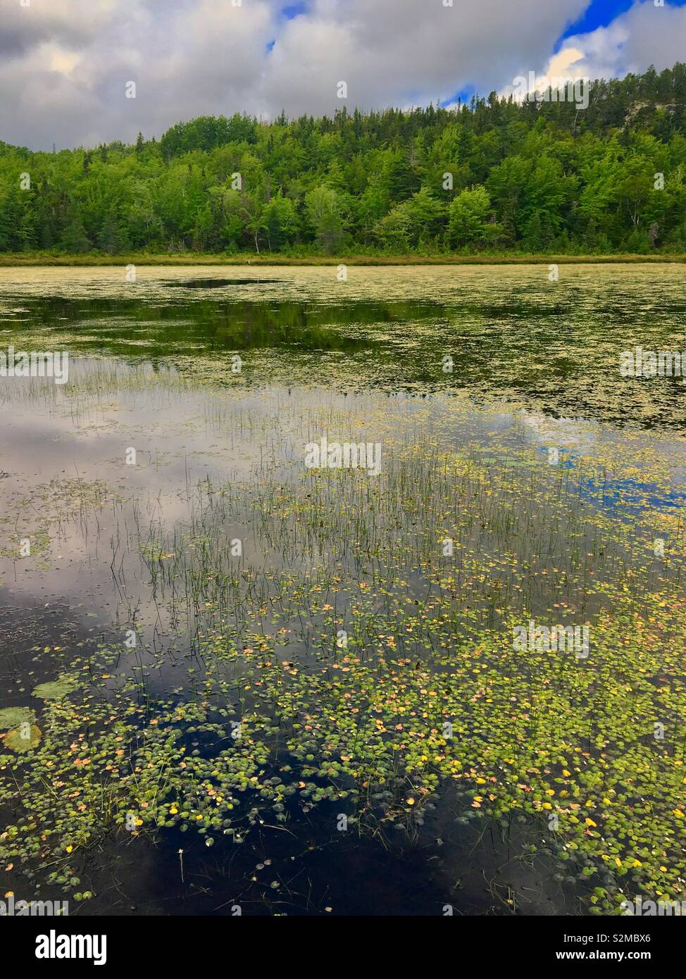 Il lago in Terranova in Canada estate Foto Stock