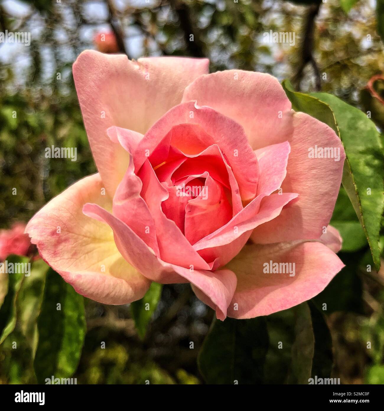 Essi iniziano a toccare le rose. I giardini sono pieni di petali colorati. Foto Stock