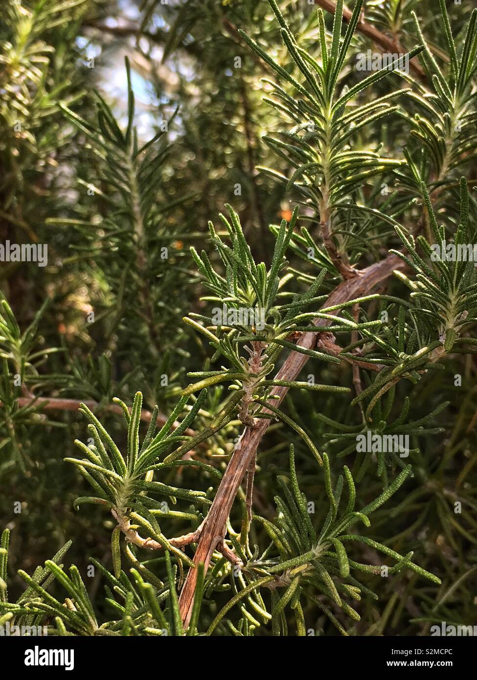 Fresco e fragrante aromatici di Rosmarino comune erba, Rosmarinus officinalis. Foto Stock