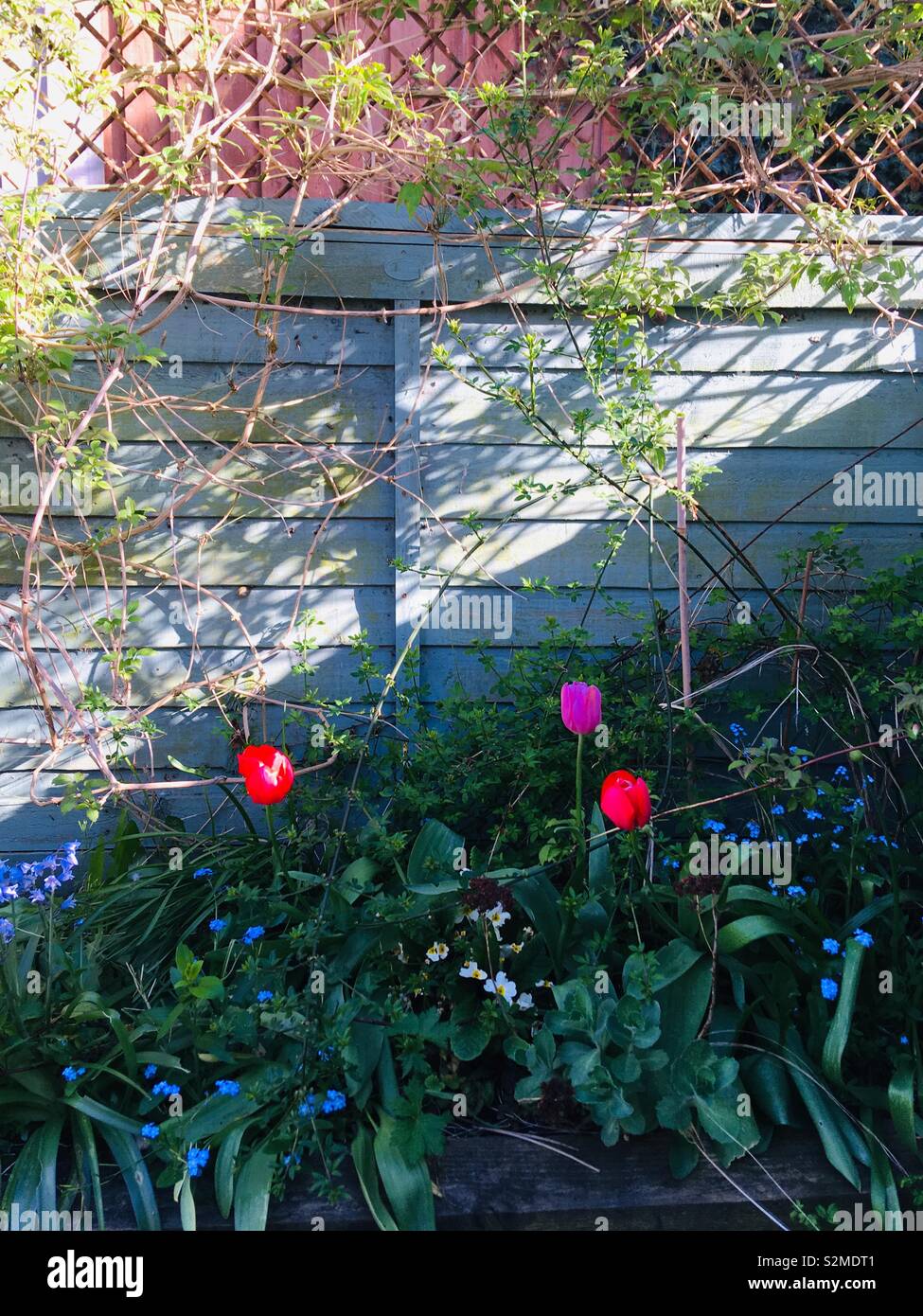 Spring Garden confine con luce e ombra Foto Stock
