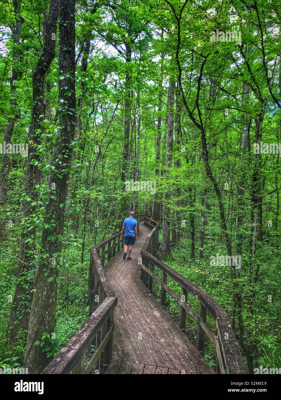 Uomo che cammina sul Boardwalk in Edisto Sentiero Natura Park , Jonesboro ( tra savana e Charleston, Carolina del Sud, STATI UNITI D'AMERICA Foto Stock