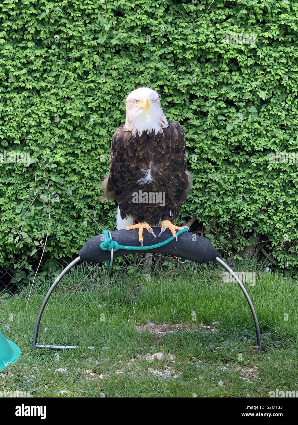 Foto di un aquila calva appollaia Foto Stock