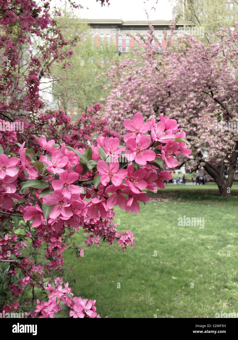 Prairie fire crabapple tree in piena fioritura nel Madison Square Park in primavera, NYC,USA Foto Stock