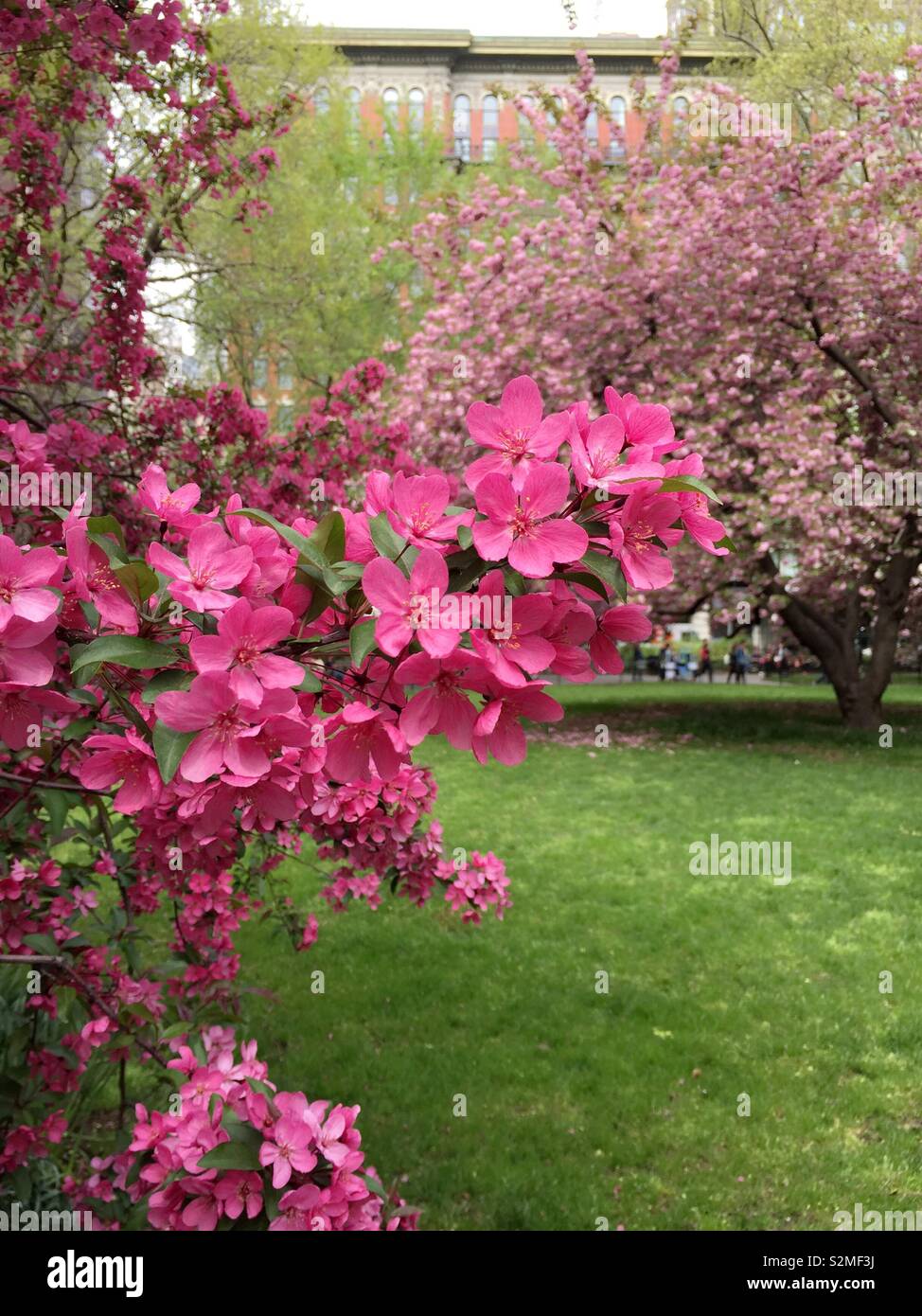 Prairie fire crabapple tree è in piena fioritura nel Madison Square Park in primavera, New York City, Stati Uniti Foto Stock