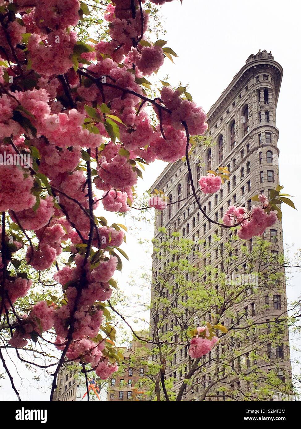 Il Flat Iron Building come si vede dal Madison Square Park durante il periodo primaverile, new york, Stati Uniti - Immagine stock catturata con smartphone