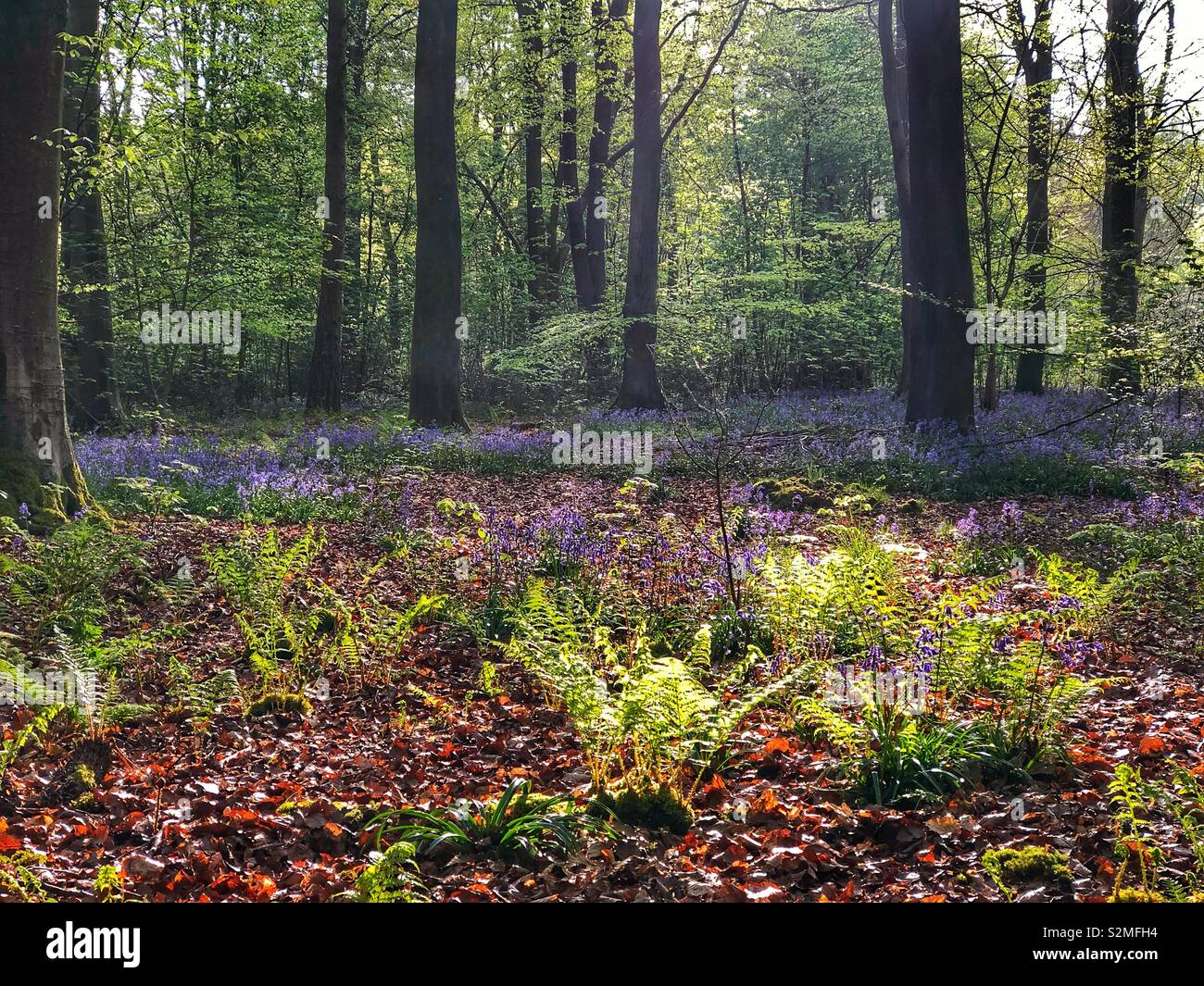 Foresta in primavera Foto Stock
