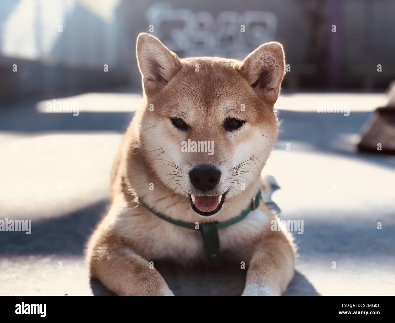 Shiba Inu giapponese di posa del cane sul pavimento Foto Stock