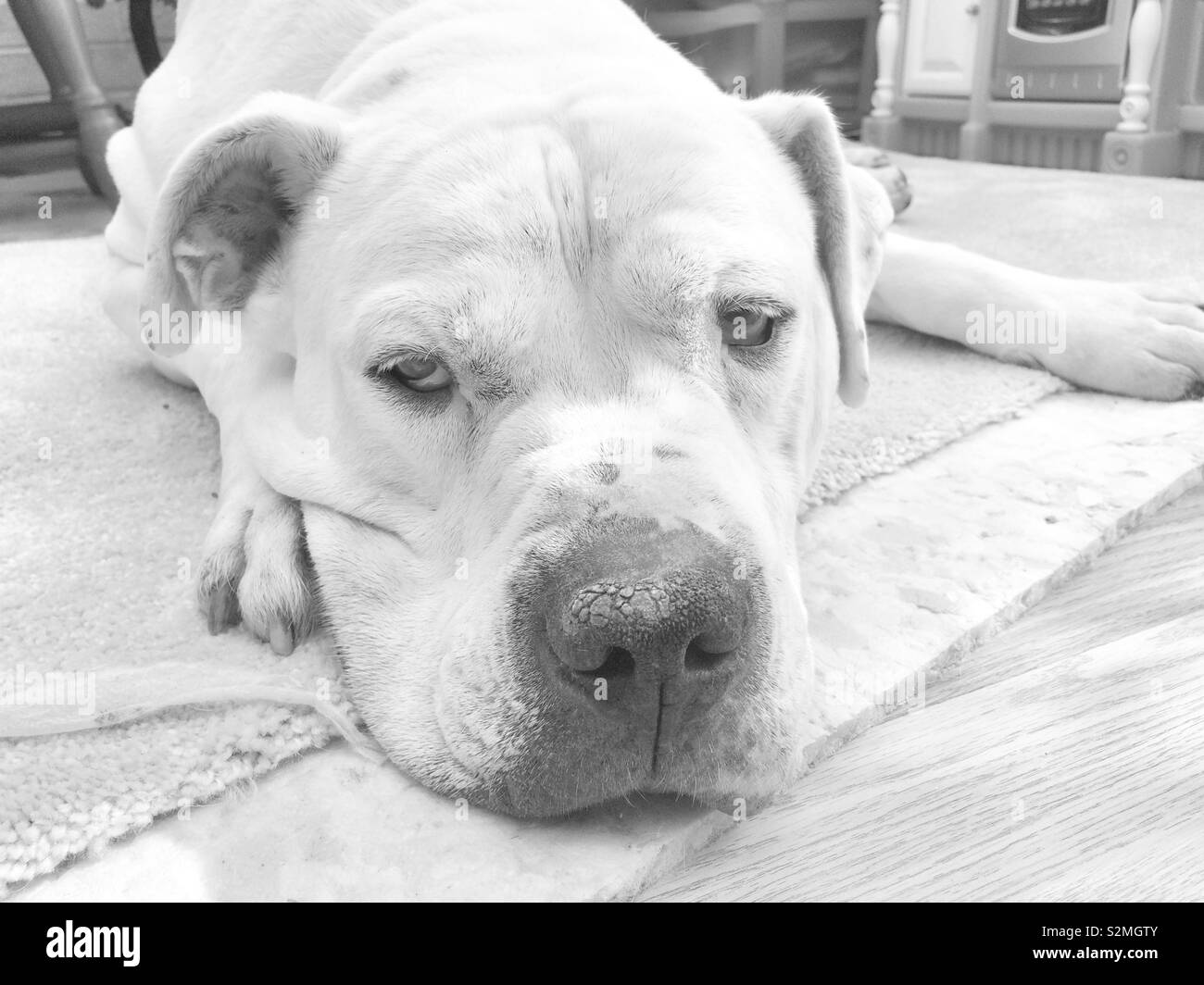 Bianco American Bulldog faccia,ritratto vicino fino in tono monocromatica Foto Stock