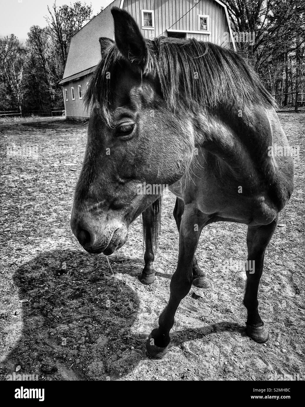 Cavallo bellissimo! Foto Stock