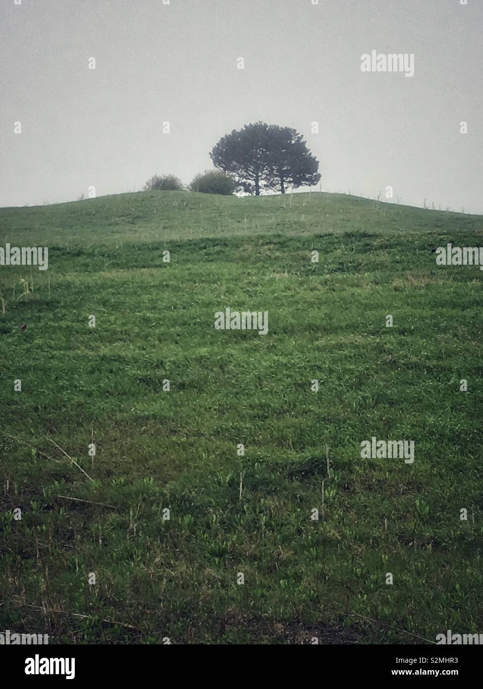 Lonely alberi e cespugli che crescono su la cima di una collina in un giorno di pioggia. Foto Stock