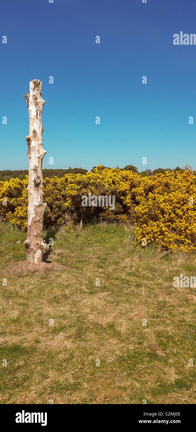 Ripiantati driftwood tronco di albero su una spiaggia scozzese con ginestre boccole Foto Stock