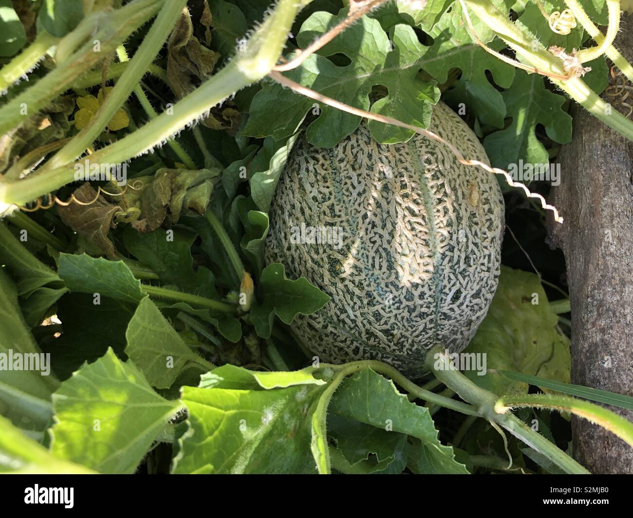 Balle di paglia giardinaggio - Canteloupe - Roccia Melone Foto Stock