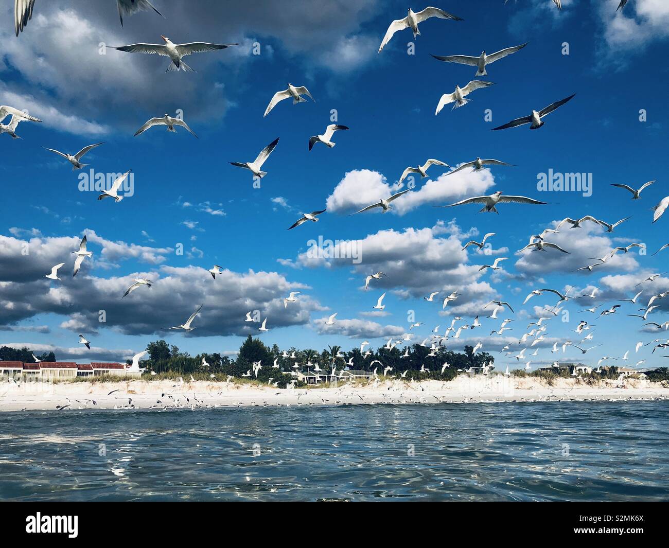 Flock of Seagulls di prendere il volo Foto Stock