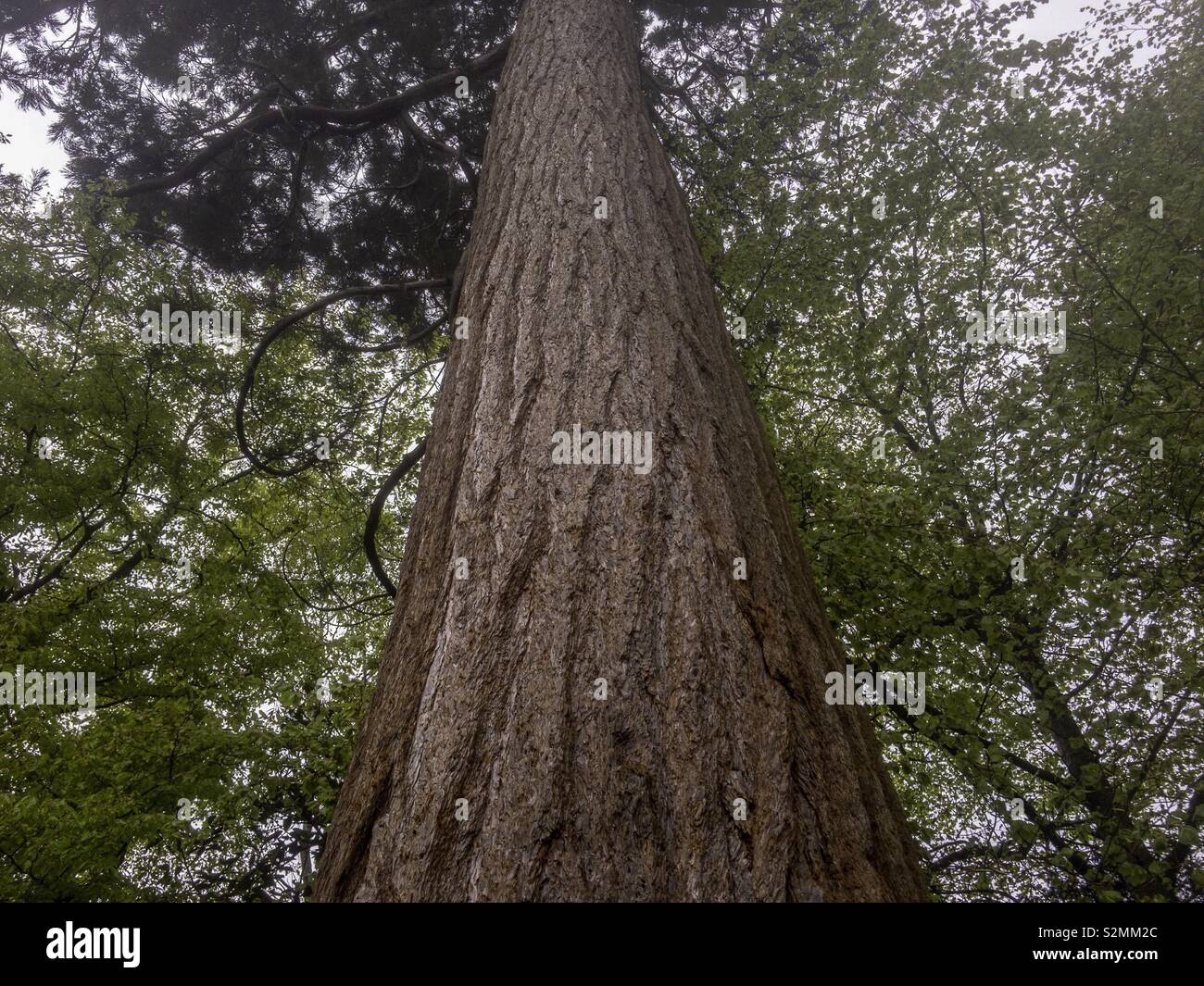 Il marrone rossiccio e la corteccia e il tronco di albero di Sequoiadendron giganteum, il gigantesco albero di sequoia. - Immagine stock catturata con smartphone