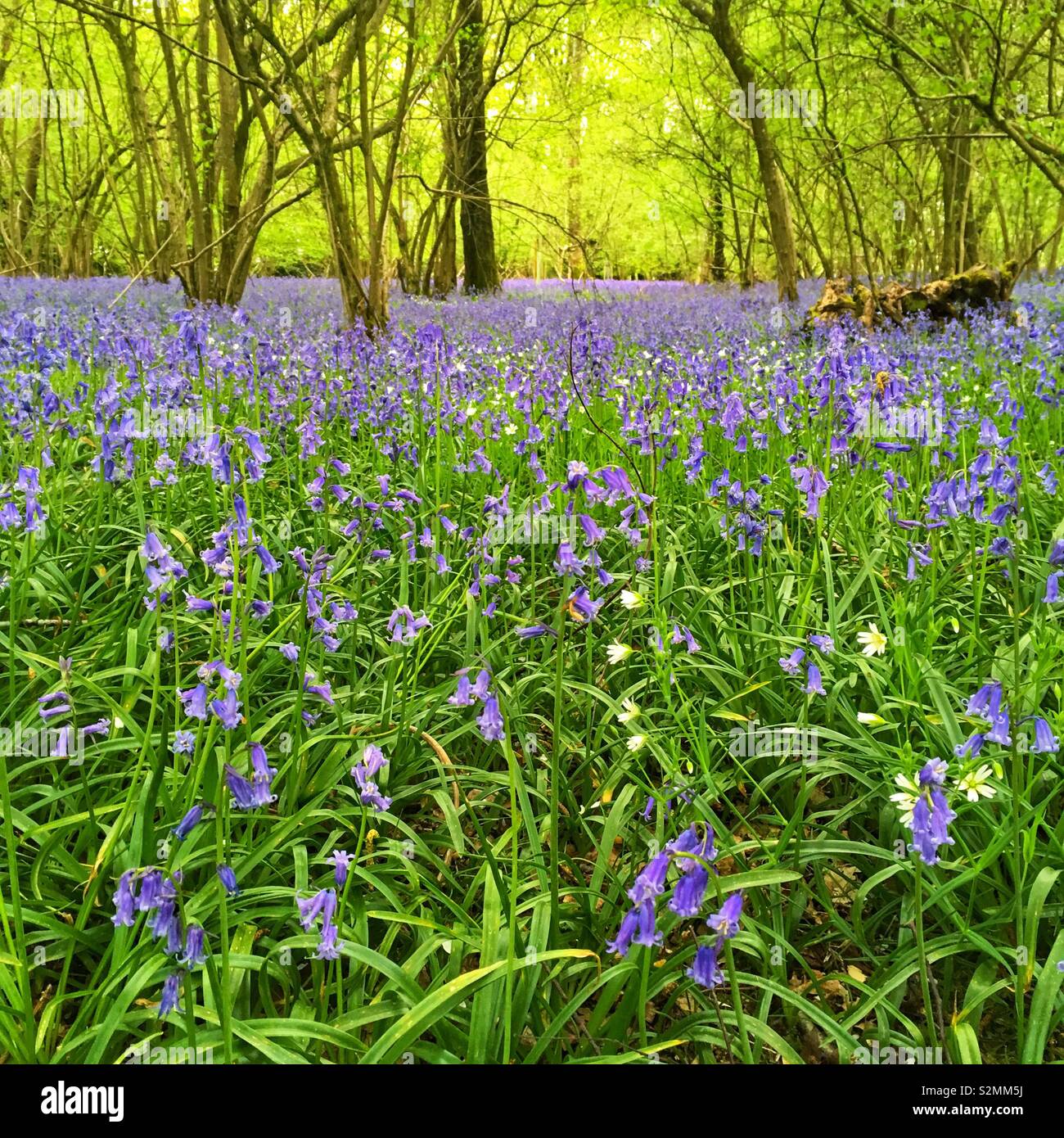 Bluebell woodland, Medstead, Alton, Hampshire, Inghilterra, Regno Unito. - Immagine stock catturata con smartphone