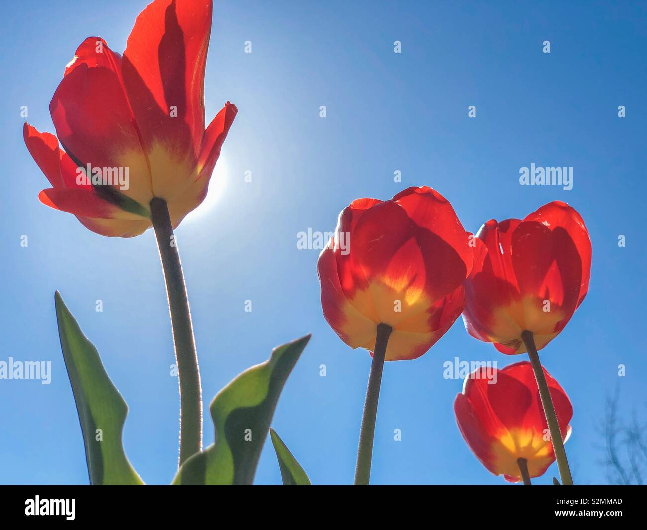 Tulipani rossi durante la molla sul cielo blu Foto Stock