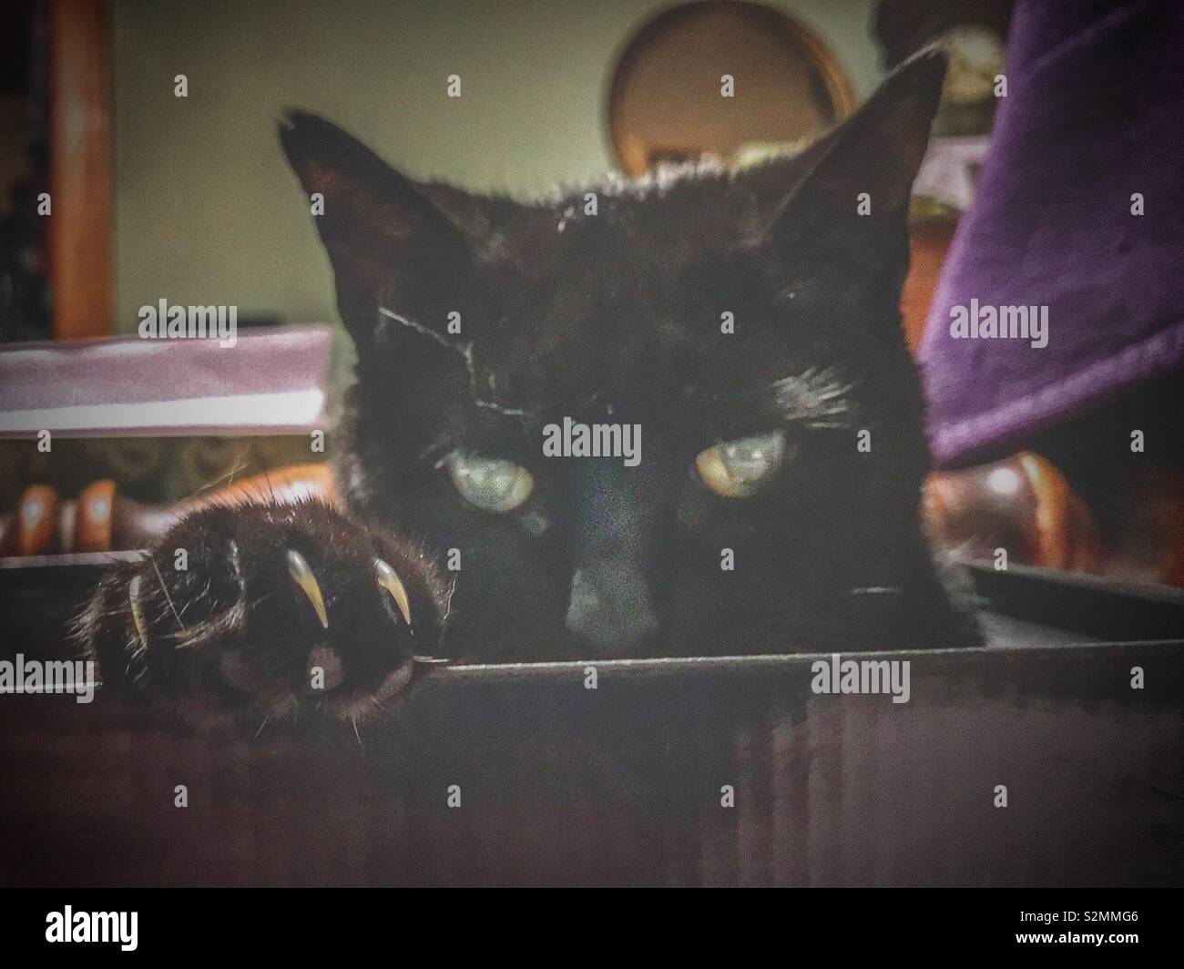Gatto nero nella casella con gli occhi, le orecchie e artigli che mostra - Immagine stock catturata con smartphone