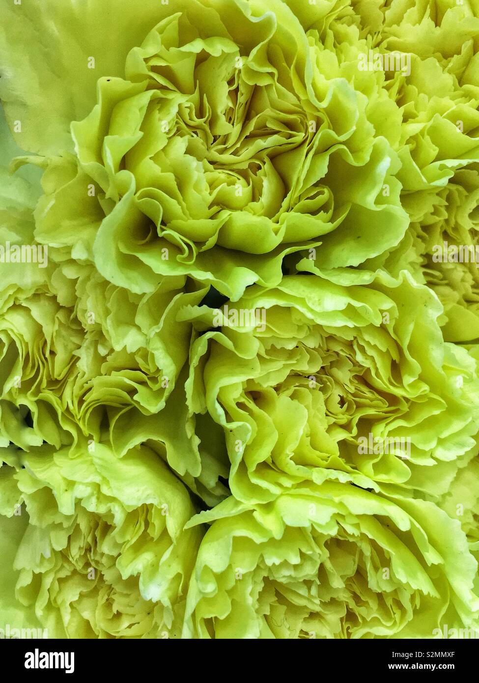Telaio completo di una molla bouquet di giallo verde garofani in piena fioritura. Foto Stock