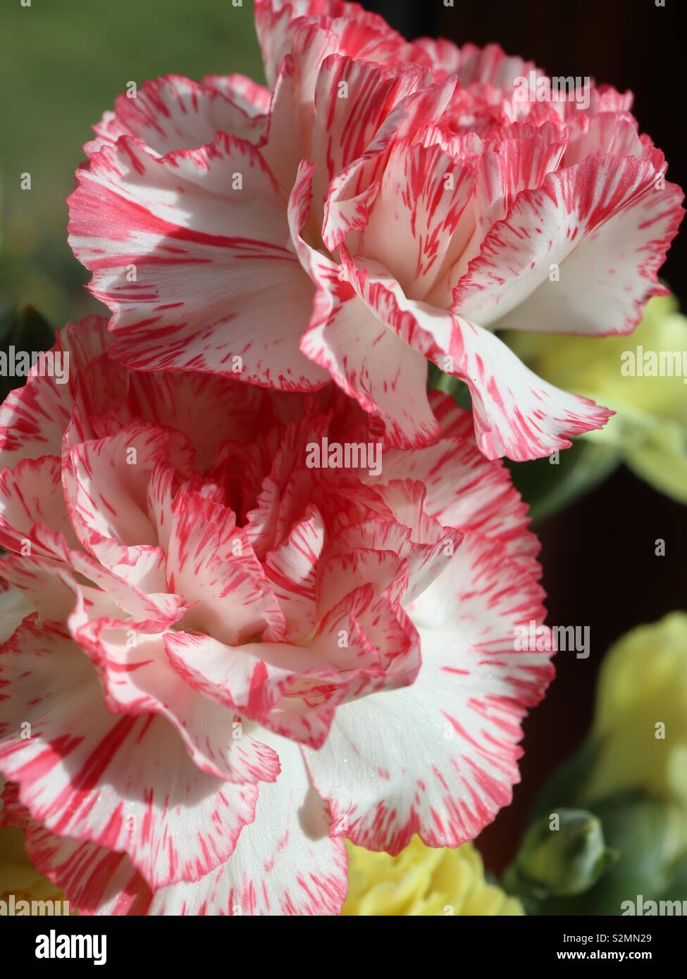 Il rosso e il giallo del Garofano nella luce del sole Foto Stock