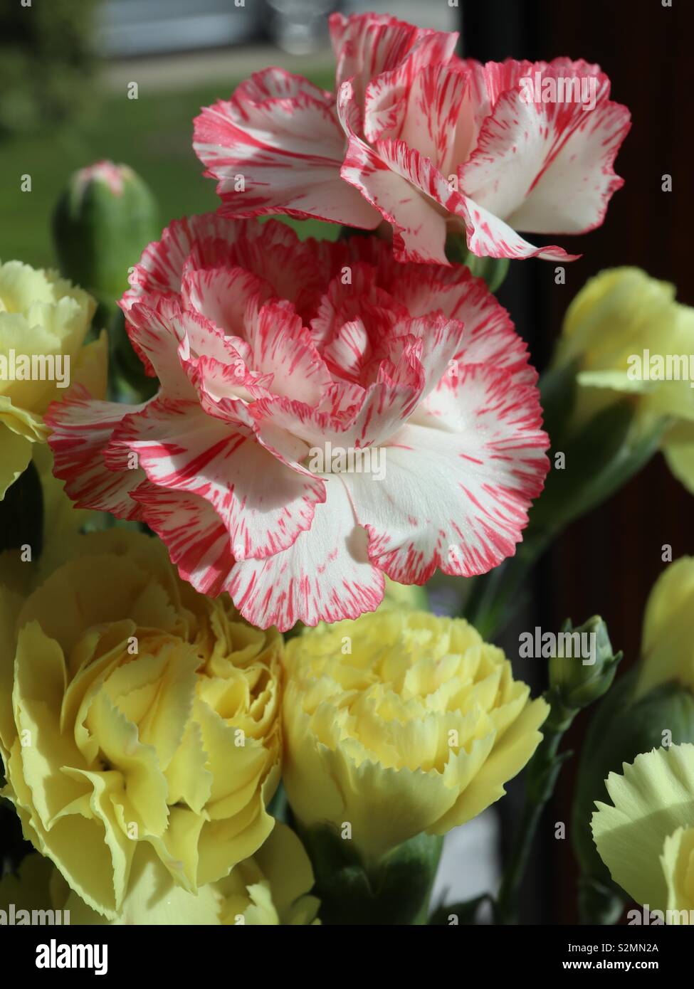 Giallo e Rosso Spray di garofani Foto Stock