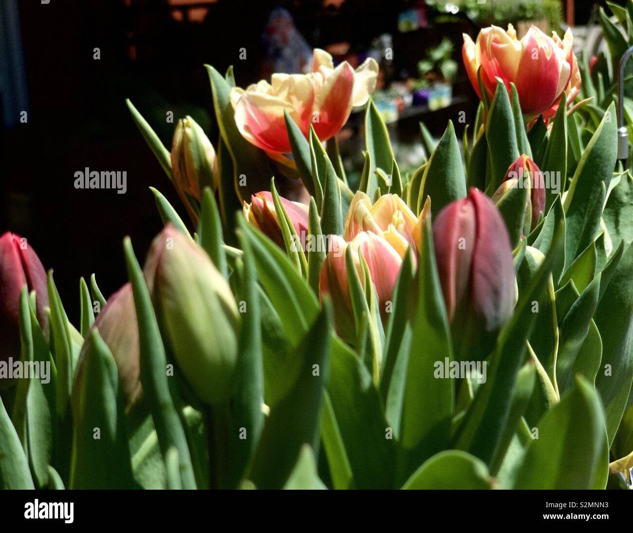 Fiori di Primavera-tulipani Foto Stock