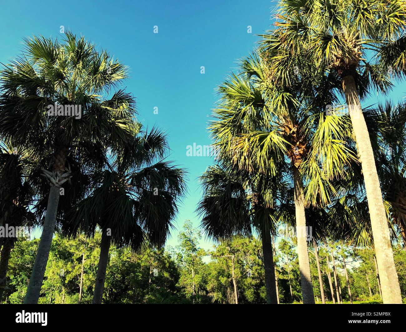 Fila di palme sulla Florida orecchio Canaver del Capo - Immagine stock catturata con smartphone