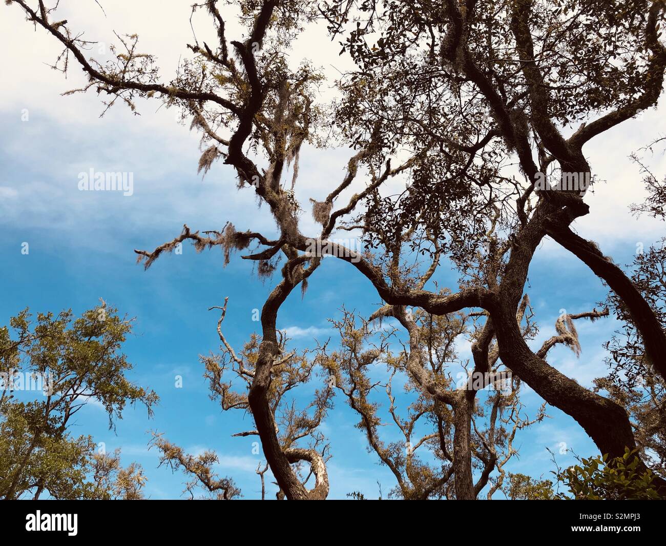 Alberi di quercia in North Florida, USA - Immagine stock catturata con smartphone