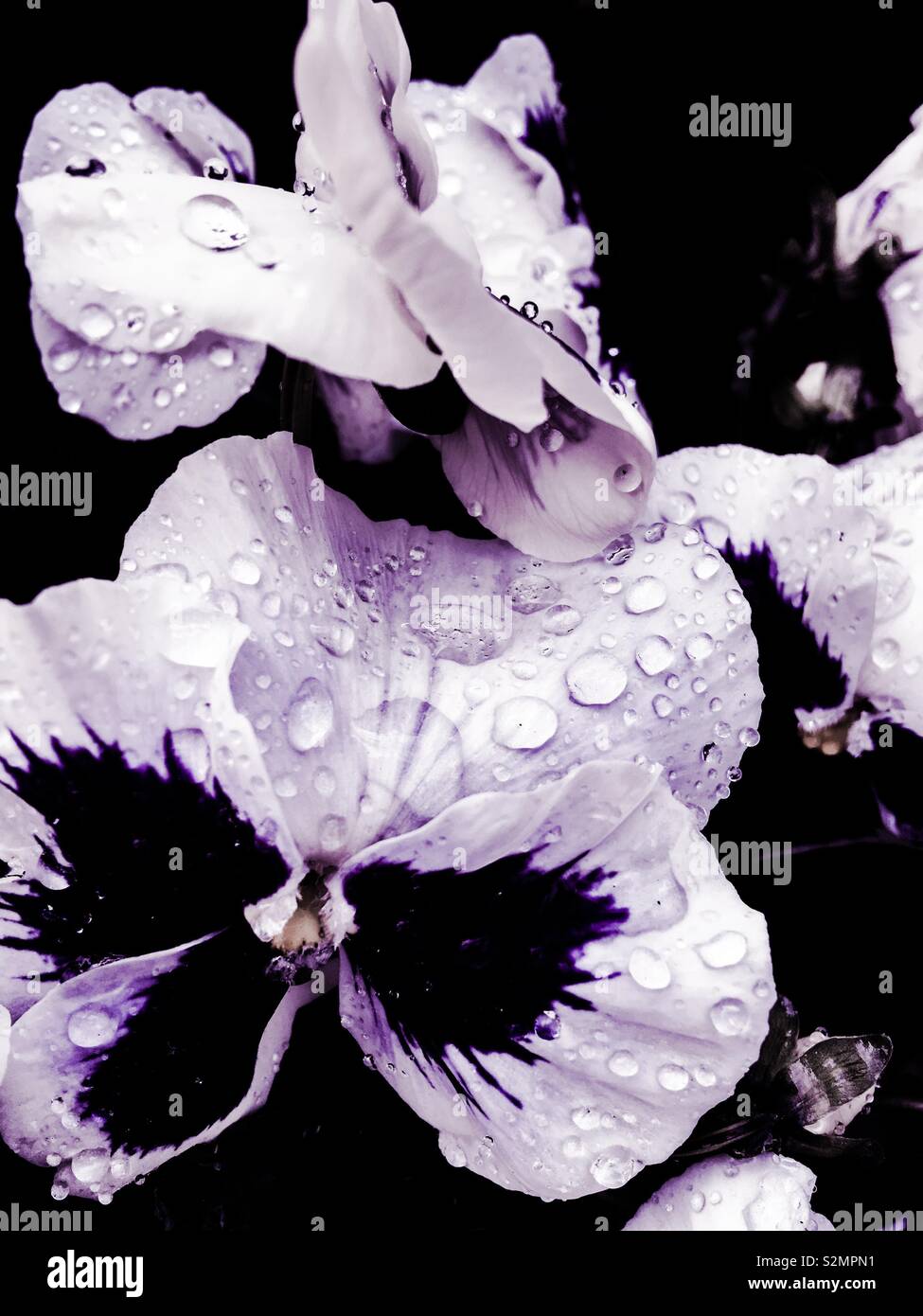 Macro Close-up di goccioline di acqua / gocce di rugiada sul viola chiaro pansies dopo la pioggia, dissaturato. Foto Stock