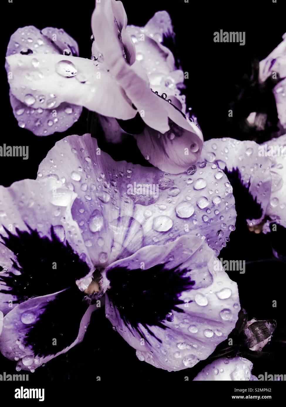 Macro Close-up di goccioline di acqua / gocce di rugiada sul lilla e viola pansies dopo la pioggia, dissaturato. Foto Stock