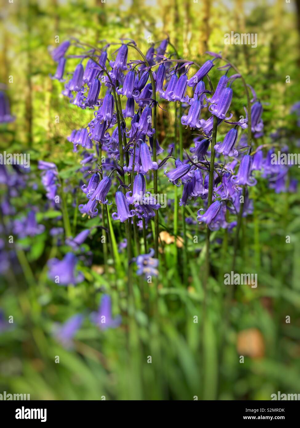 Bluebells comune ( Hyacinthoides non- scripta) cresce in Galles del Sud, Regno Unito, all'inizio di maggio. Foto Stock